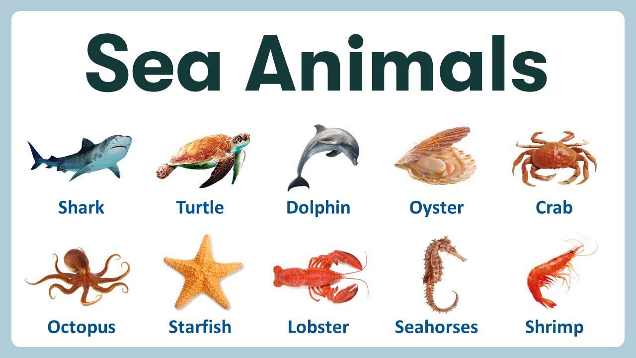 اسامی حیوانات دریایی به انگلیسی